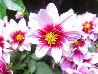 Obraz premium flores dalias