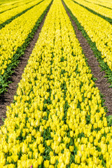 Obraz premium Yellow tulip field on Texel