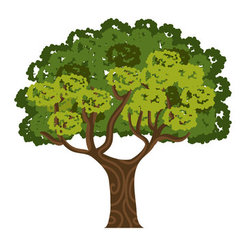 tree isolated  design 