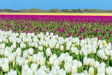 Fotobehang Tulp White and purple tulip fields