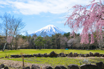 Cherry blossom sakura garden with Mountain Fuji background