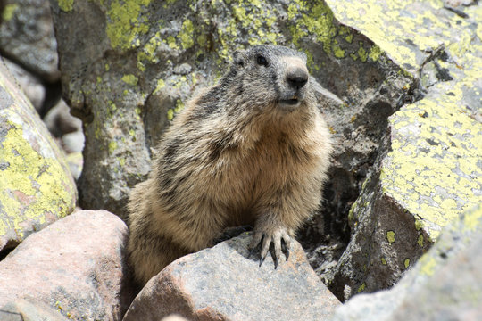 marmotte sur un rocher