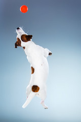 Small Jack Russell Terrier jumping high