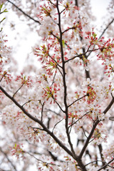 Japanese flowering cherry isolated