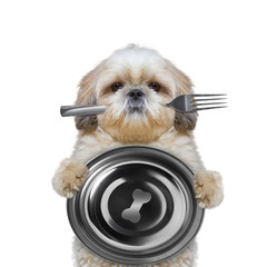 dog wants to eat and hold bowl and fork