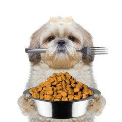 dog is hungry and keeps food and fork