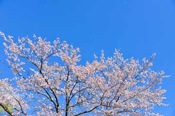 Japanese flowering cherry tree with sky