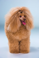 Red Toy Poodle puppy on a gray background