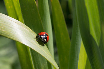 Kleiner Marienkäfer auf einen Grashalm
Small ladybug on a blade of grass