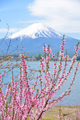 Cherry blossom sakura in spring with Mountain Fuji background
