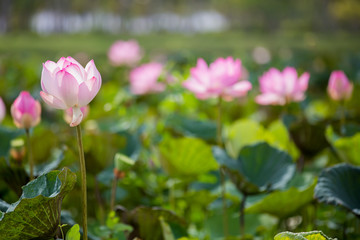 Obraz na płótnie Canvas pink lous,pink lotus and leaves,group of pink lotus
