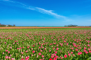 Pink and yellow tulips on Texel