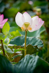 pink lous,pink lotus and leaves,group of pink lotus