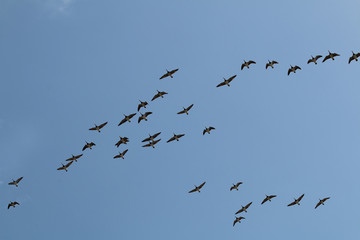 Mehrere fliegende Gänse am Himmel
Several flying geese in the sky