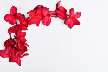 red frangipani on white background