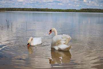 Couple of wild swans are looking for food. Bird is mirrored on the water surface (Pisochne ozero, Ukraine)