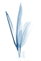 Abstract Feathers with Blue Tint