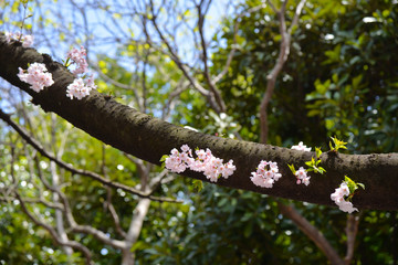 Japanese flowering cherry tree