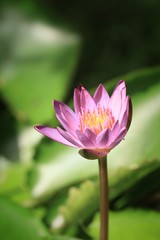 Obraz premium lotus