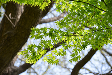 Japan Green Maple