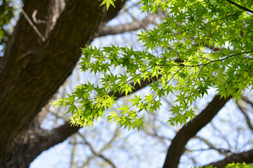 Japan Green Maple