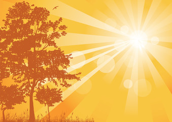 Obraz na płótnie Canvas silhouettes of trees and the sun's rays