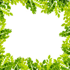 Obraz na płótnie Canvas Green leaves on white background