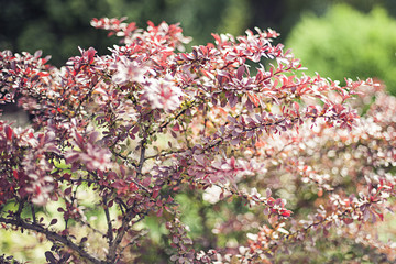 Ottawensis, plant, tree background