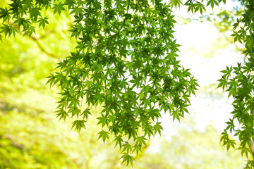 Japan Green Maple