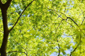 Japan Green Maple