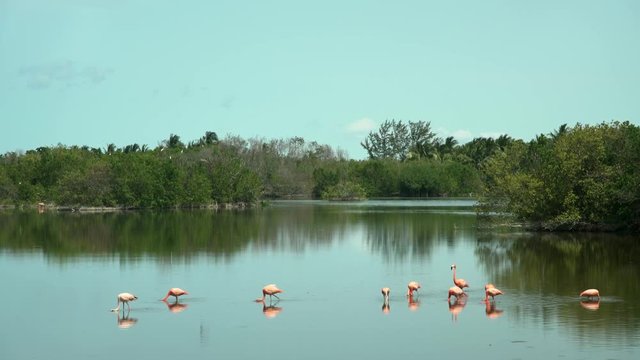 Flamencos en los cayos de Cuba,two