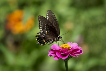 Fototapeta na wymiar A large black butterfly perched on a bright pink flower with a green background.
