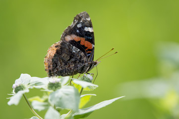 A small Red Admiral black and orange butterfly perched on some flowers with a bright green background.