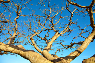 The dried tree against the blue sky
