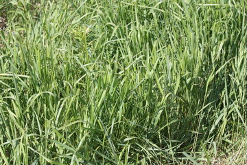 Пырей. Elytrigia repens Nevski.