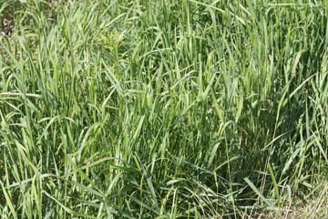 Пырей. Elytrigia repens Nevski.