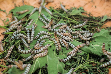silkworms with mulberry leaves on the woven basket