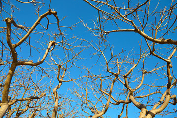 The dried tree against the blue sky