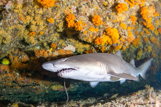 Giant sandtiger shark swims in an cav