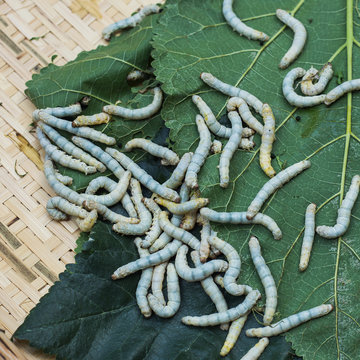 silkworms with mulberry leaves on the woven basket