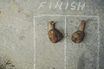 Race of snails