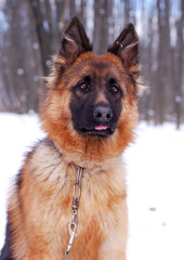 Portrait of beautiful fluffy German shepherd dog Junior puppy in a winter snowy field. nine months age