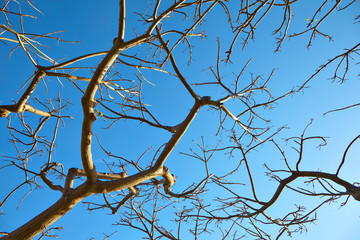 The dried tree against the blue sky