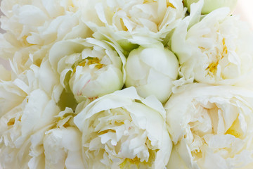 White peony flowers