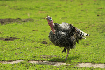 Big turkey male steps on the green grass
