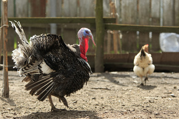 Big fat turkeycock walks on the ground at the paddock