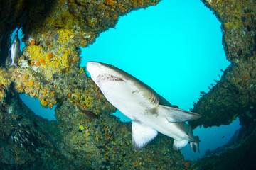 Giant sandtiger shark swims in an cav