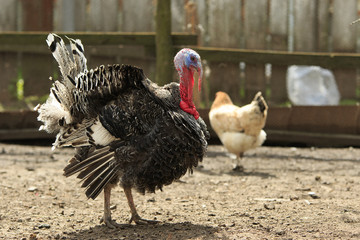 Big beautiful male turkey stands at the paddock with a chick