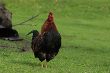Single black and red cock crows standing on a green meadow
