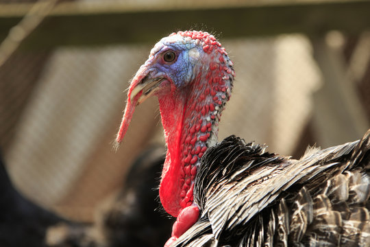 Male Turkey close-up with big red appendage on his head